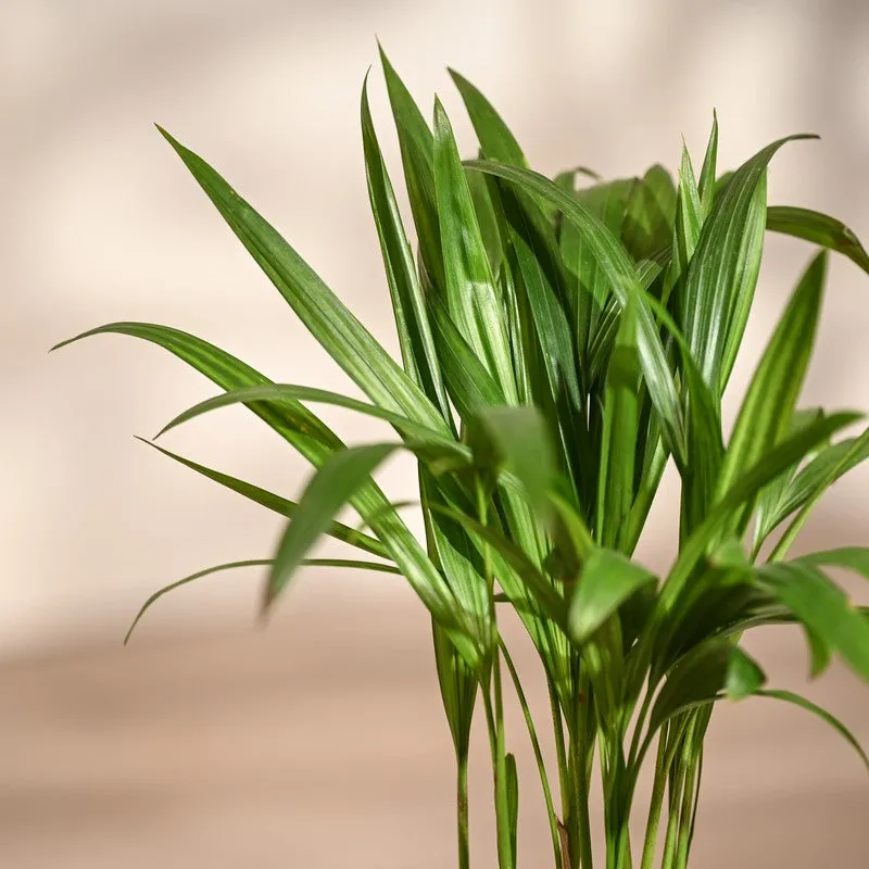 Ugaoo Areca Palm Live Plant media 5