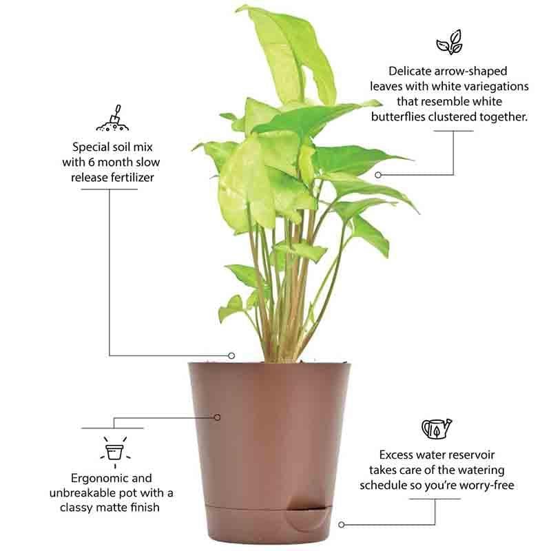 Ugaoo Syngonium White Butterfly Plant media 7