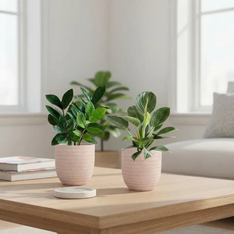 Greenkin ZZ & Birkin Live Plants (Ivory) - Set Of Two media 1