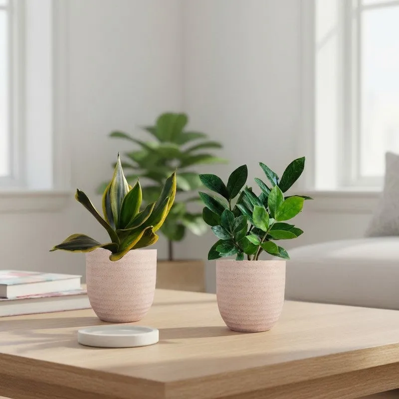 Greenkin ZZ & Golden Snake Live Plants (Ivory) - Set Of Two media 1