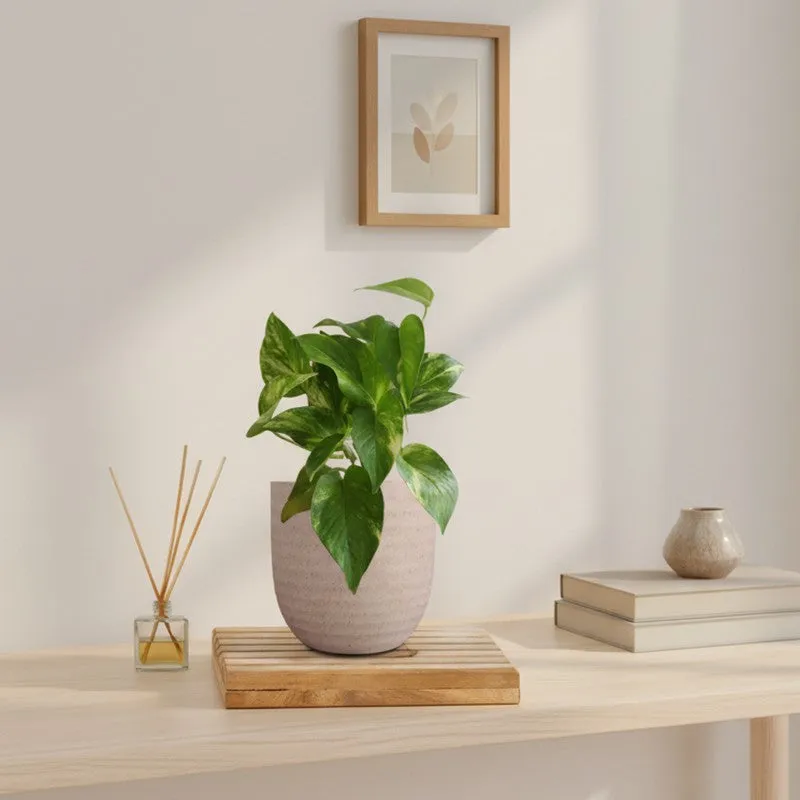 Greenkin Money Plant Gold King Live Plant - Ivory media 1