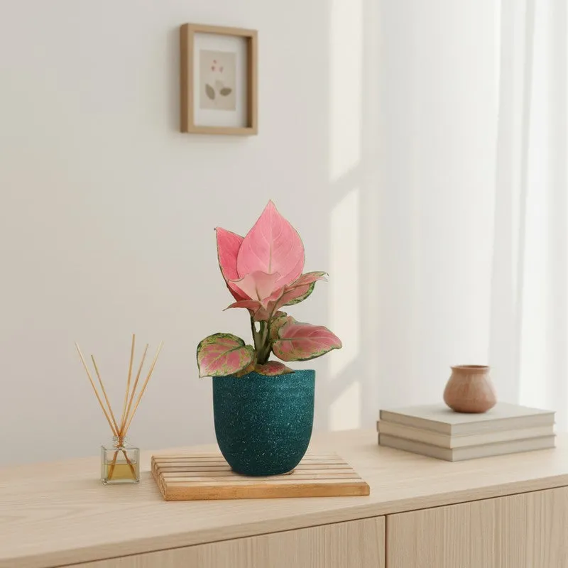 Greenkin Aglaonema Pink Live Plant - Green media 1