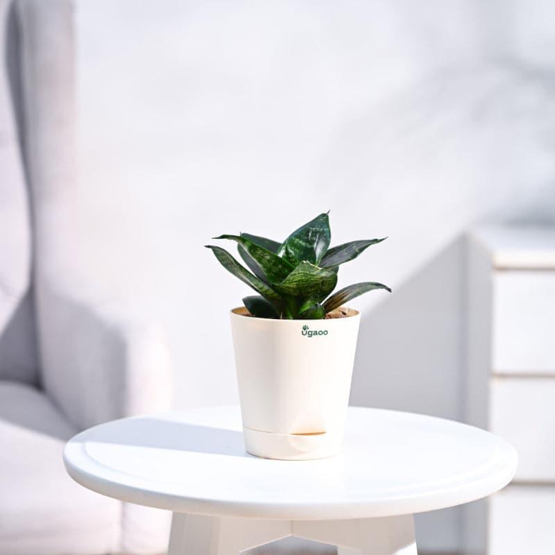 UGAOO Philodendron Ceylon, Spider, Sanseveria Indoor Plants - Set Of Three media 5
