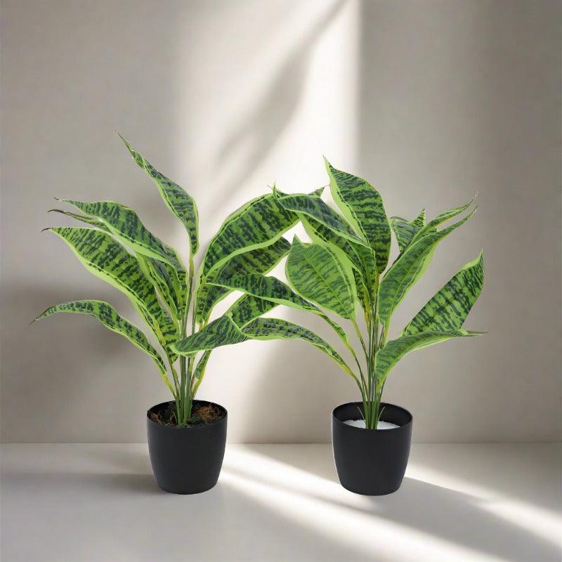 Faux Snake Plant With Black Plastic Pot (50 cms) - Set Of Two media 3