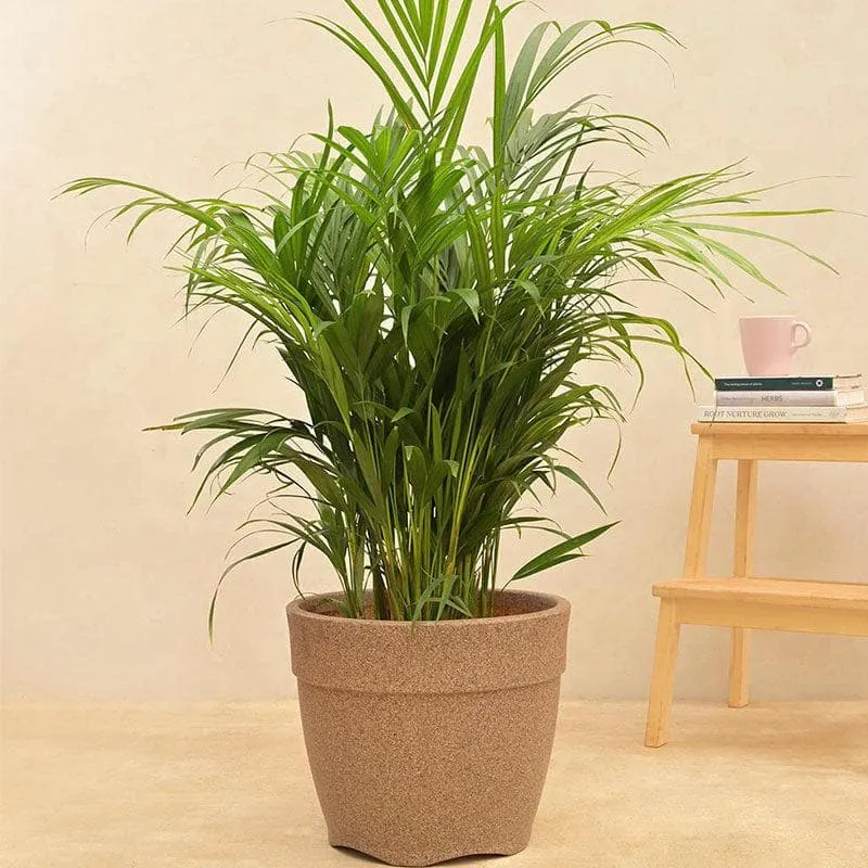 Ugaoo Barca Round Medium Planter - Sand media 3