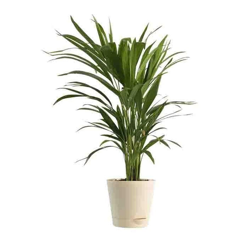Ugaoo Air Purifying Plant Bundle - Areca Palm, Sansevieria Futura Superba media 4