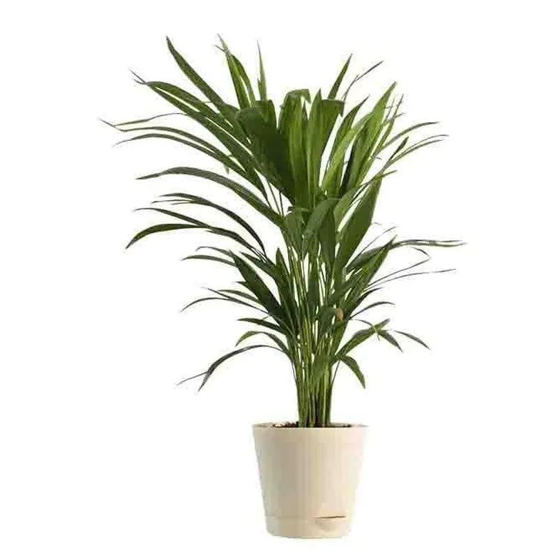 Ugaoo Air Purifying Plant Bundle - Areca Palm, Sansevieria Futura Superba media 4
