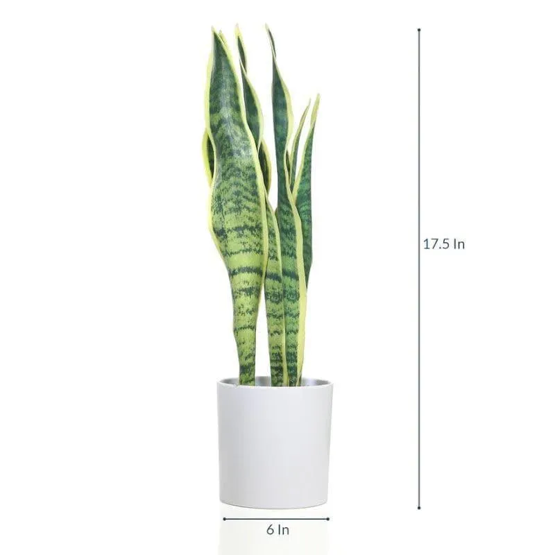 Faux Snake Plant Bonsai (45 cms) - Light Green media 4