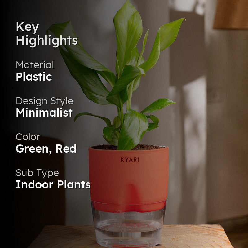 Kyari Peace Lily Plant With Self Watering Pot (Red) - 18 cm media 2