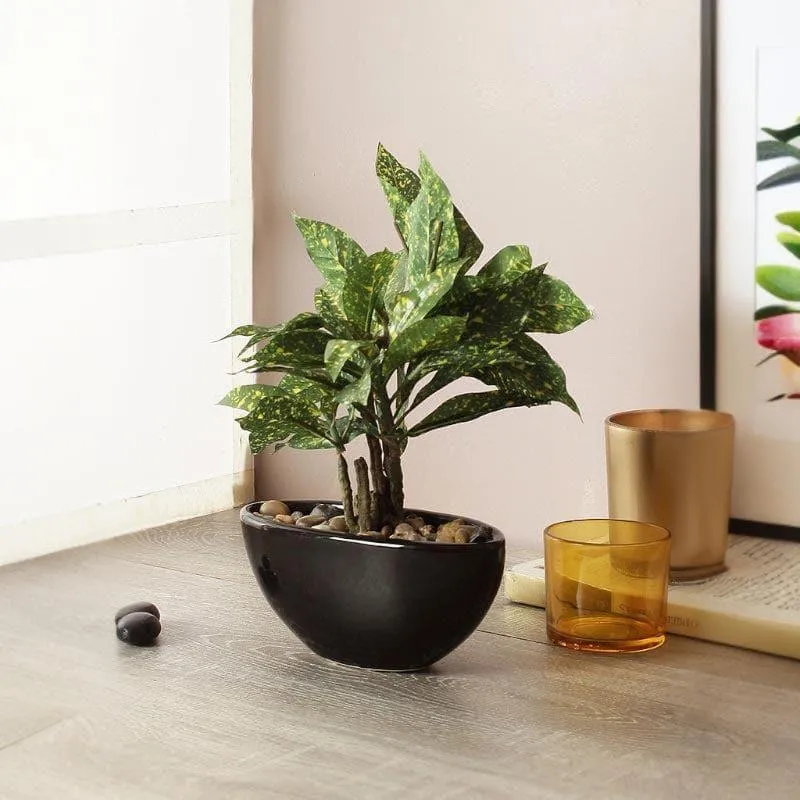 Faux Codiaeum Bonsai In Bowl Pot (29 cms) - Green media 1