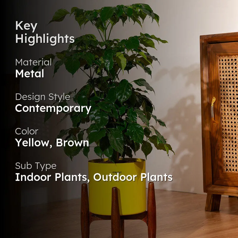 Kyari China Doll Plant With Metal Self Watering Pot (Yellow) media 2