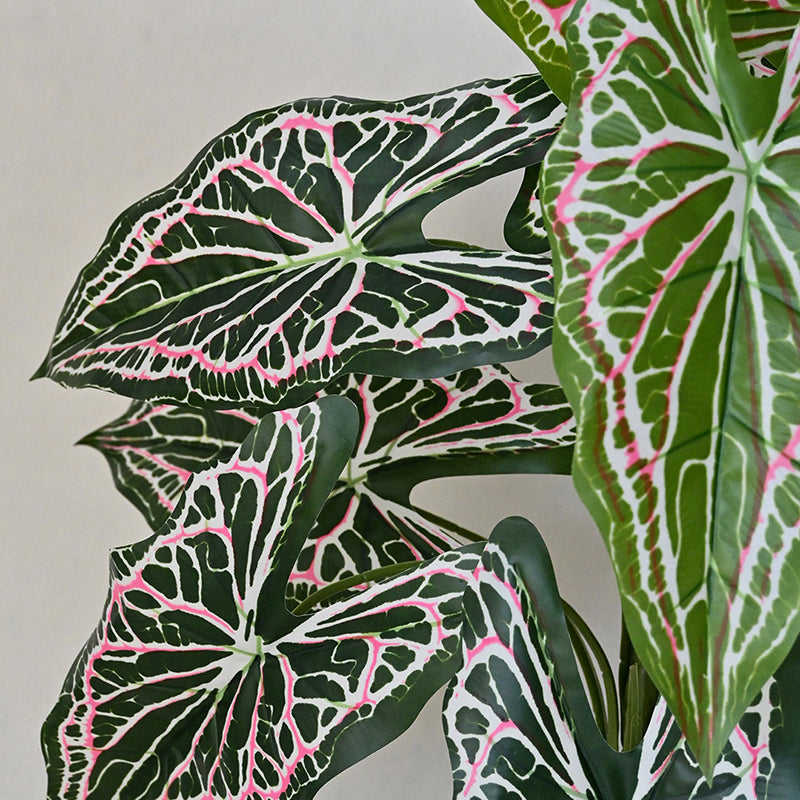 Faux Everlasting White Caladium Plant With Black Plastic Pot - 79 cm (2.6 ft) media 5
