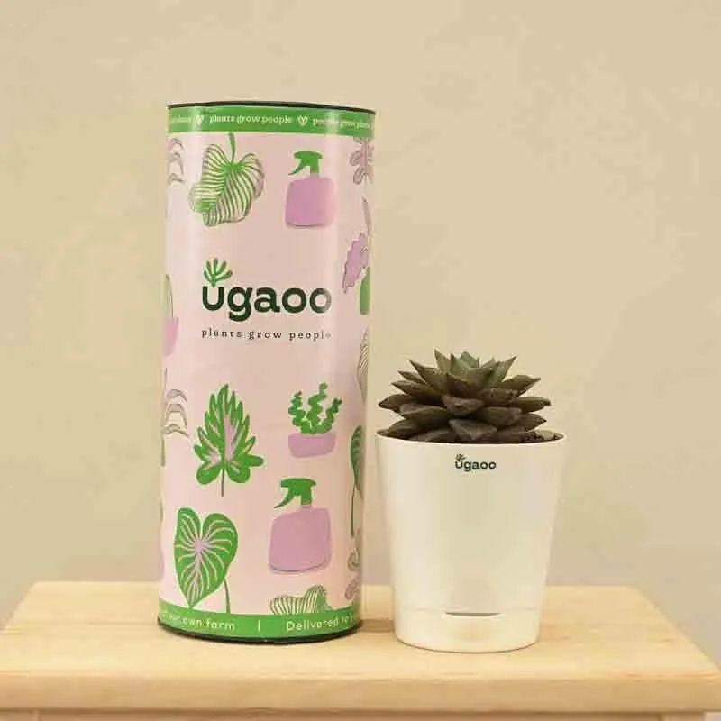 Ugaoo Echeveria Lotus Chinensis Plant media 6