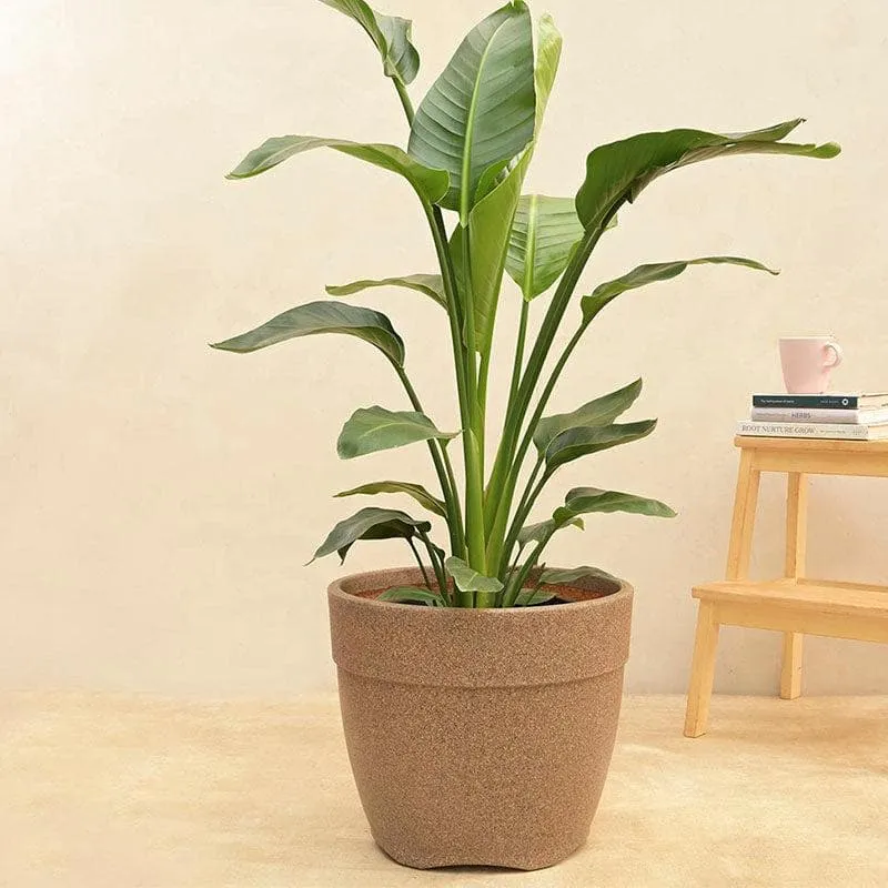 Ugaoo Barca Round Large Planter - Sand media 3