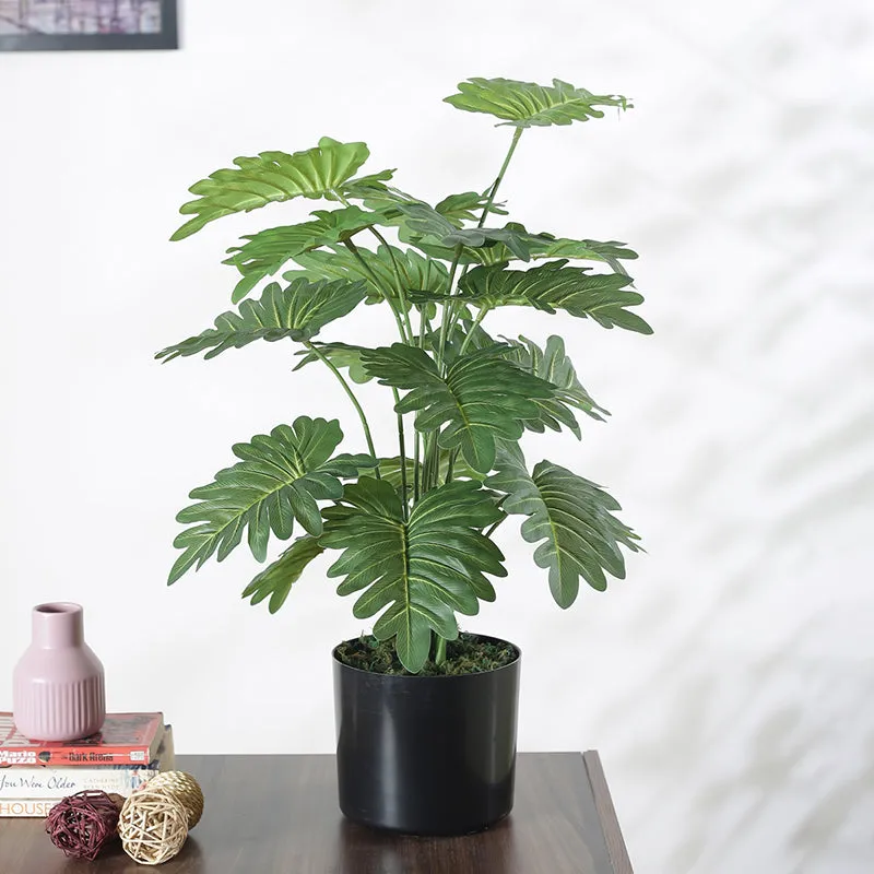 Faux Horse Head Philodendron Plant With Black Plastic Pot - 2.13 ft | Vaaree