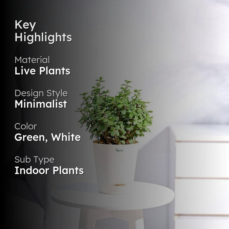 Ugaoo Jade Plant With Self Watering Pot media 2