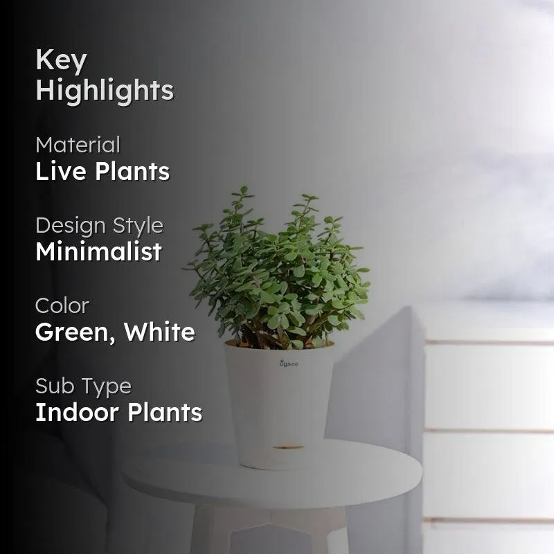 Ugaoo Jade Plant With Self Watering Pot media 2