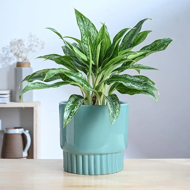 Ugaoo Sleepy Sprout Round Ceramic Planter - Blue media 2