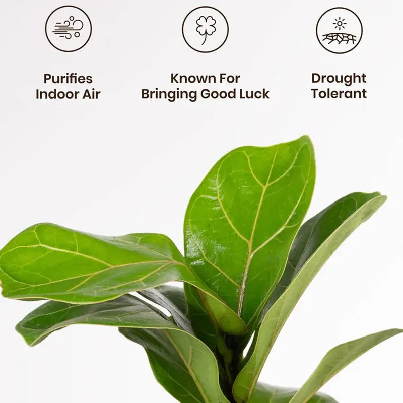 Kyari Fiddle Fig Plant With Self Watering Pot (White) - 18 cm media 4