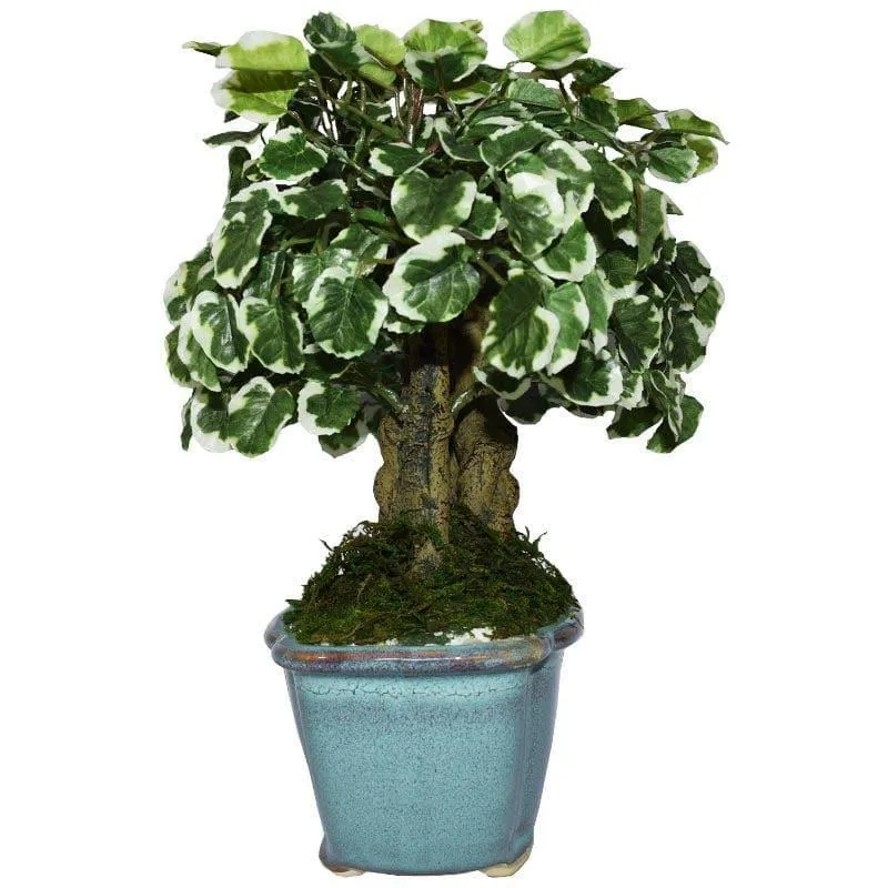 Faux Polyscia Bonsai In Tub Pot - 34 cms media 3
