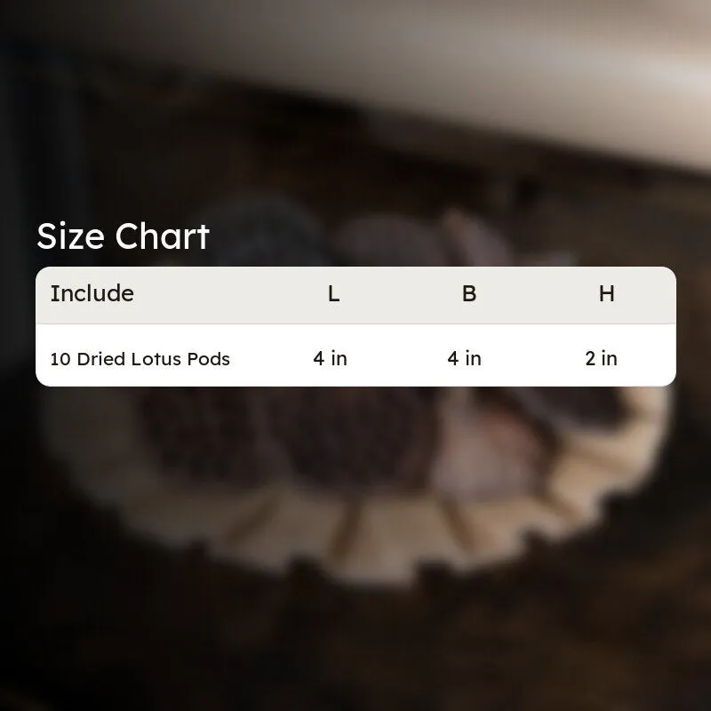 Sitto Dried Lotus Pods - Set Of Ten media 5
