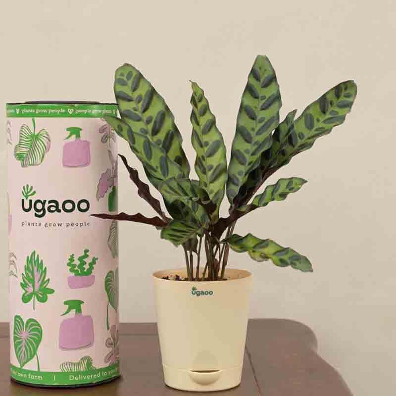 Live Plants