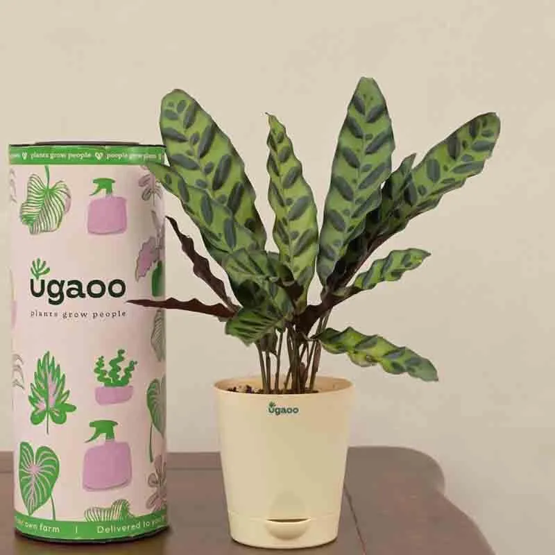 Ugaoo Calathea Rattlesnake Plant media 1