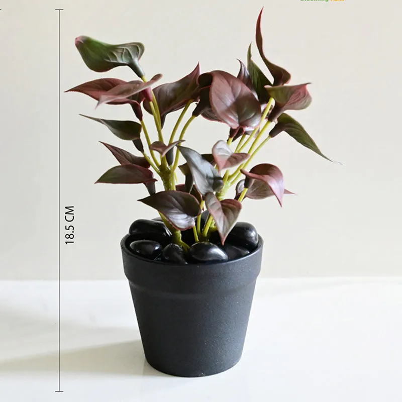 jade plant red leaves Crassula Ovata Obliqua 'California Red Tip' Jade Plant main image 0