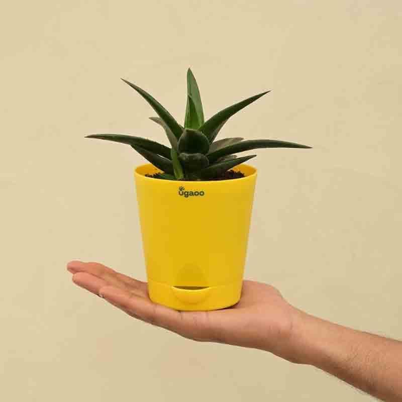 Ugaoo Aloe Vera Mini Plant media 3
