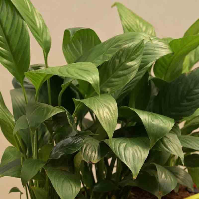 Ugaoo Peace Lily Plant - Set of 2 media 3