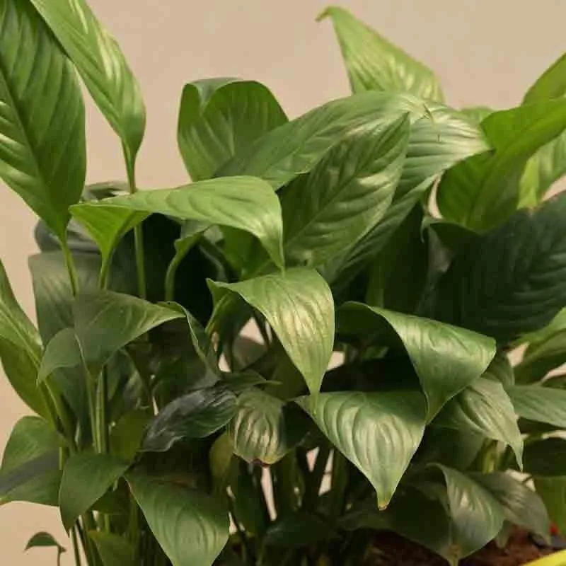 Ugaoo Peace Lily Plant - Set of 2 media 3