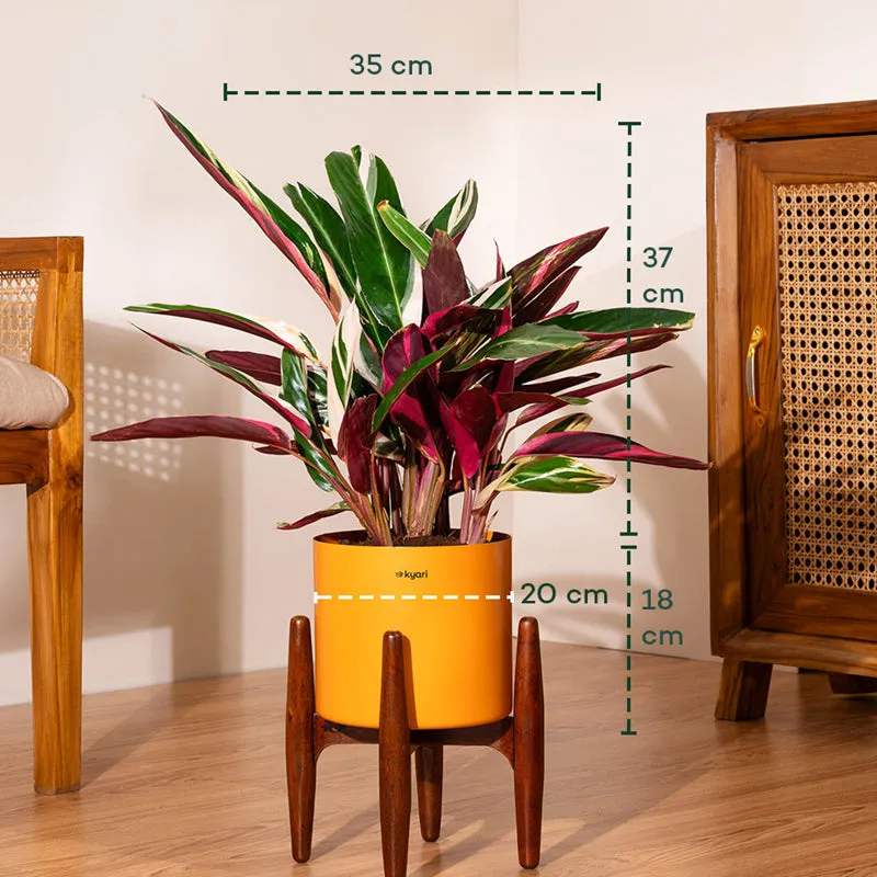 Kyari Calathea Plant With Metal Self Watering Pot (Orange) - 2 Feet media 5