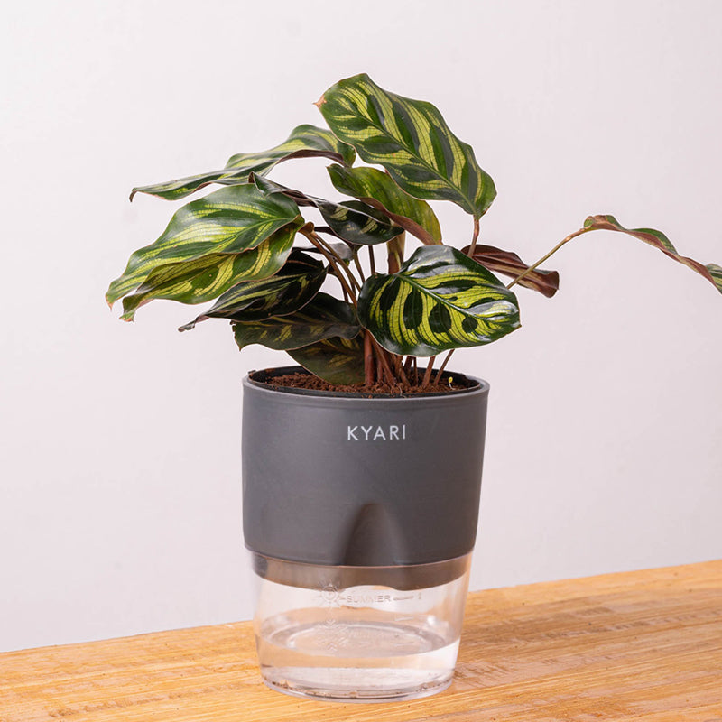 Kyari Peacock Plant With Self Watering Pot - Grey media 6