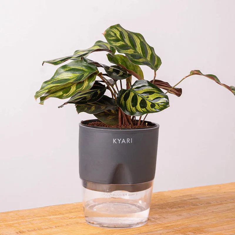 Kyari Peacock Plant With Self Watering Pot - Grey media 6