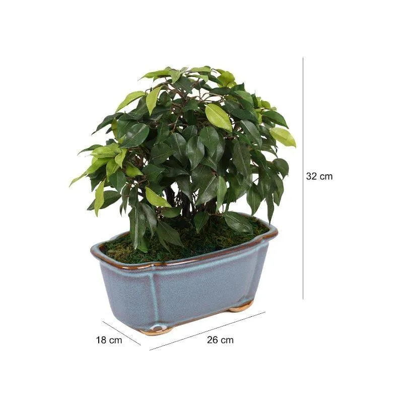 Faux Ficus Bonsai In Tub Pot - 34 cms media 4