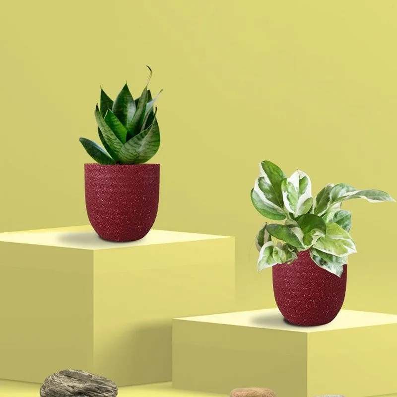 Greenkin Money Plant NJoy & Snake Live Plants (Red) - Set Of Two media 3