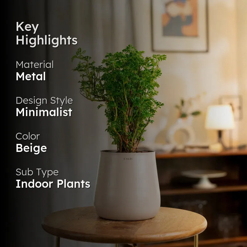 Kyari Aralia Green With Self Watering Metal Pot - Beige media 2