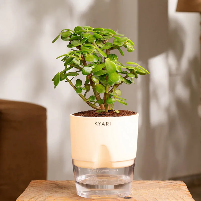 Kyari Jade Plant With Self Watering Pot (Ivory) - 18 cm media 1