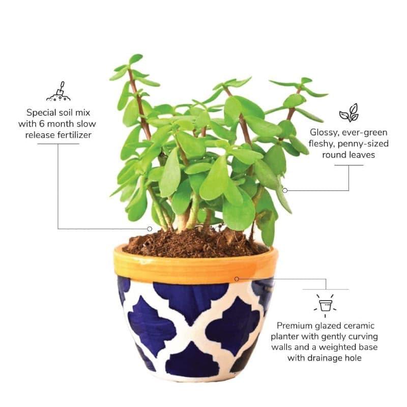 Ugaoo Good Luck Jade Plant With Apple Rose Blue Ceramic Pot media 3