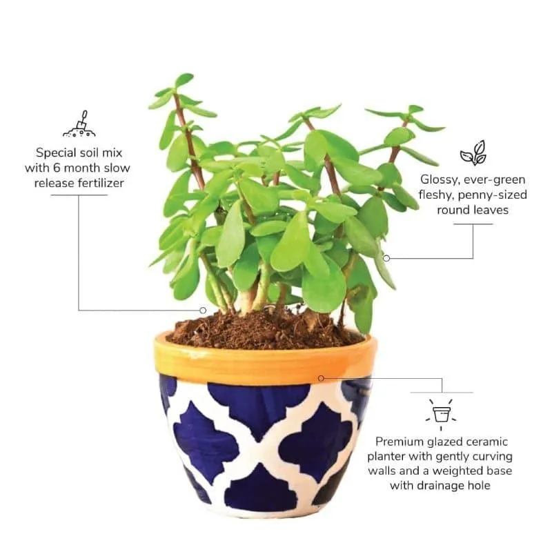 Ugaoo Good Luck Jade Plant With Apple Rose Blue Ceramic Pot media 3