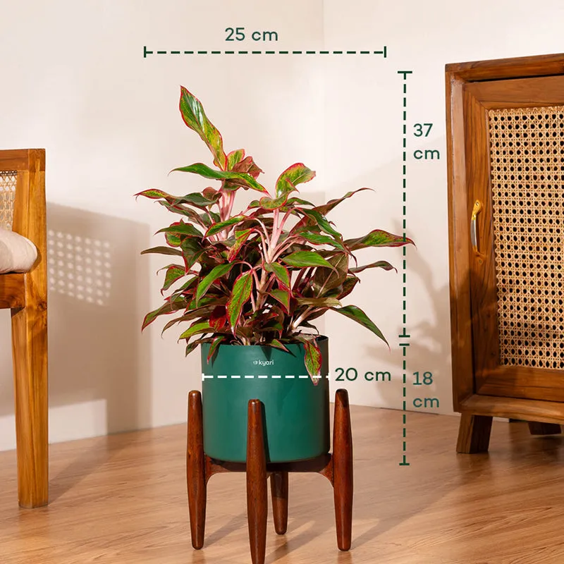 Kyari Agalonema Lipstick Plant With Metal Pot (Green) - 2 Feet media 5