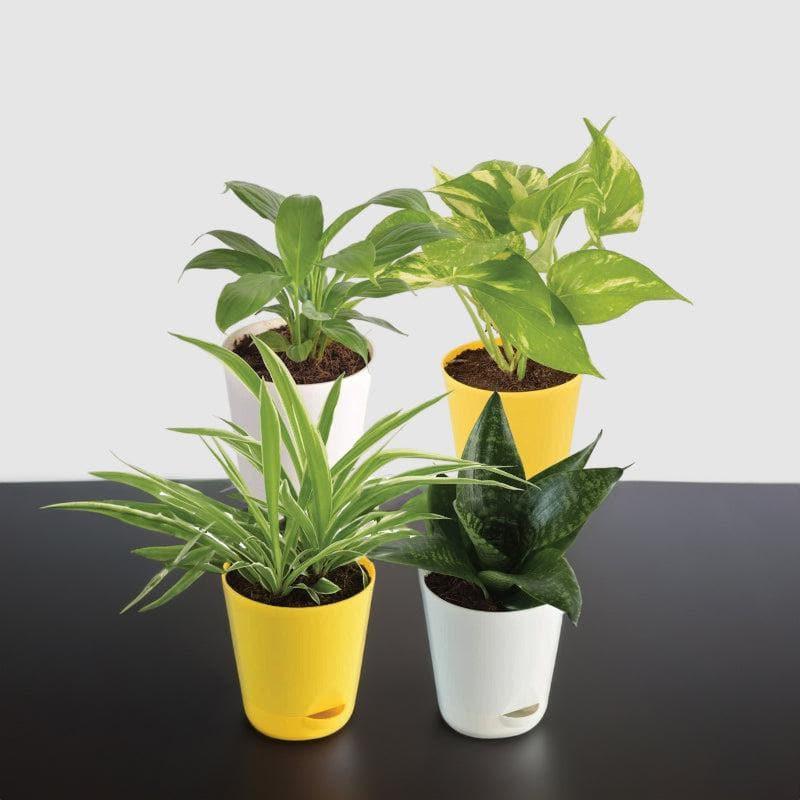 Live Plants