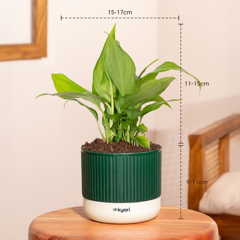 Kyari Peace Lily Plant with Self Watering Pot - Green media 7