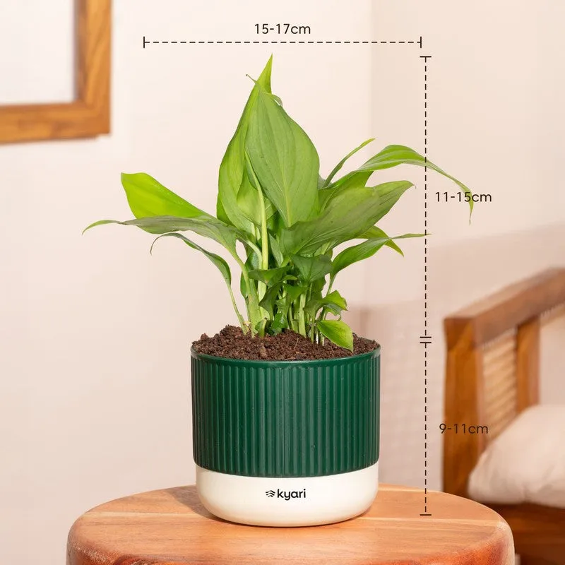 Kyari Peace Lily Plant with Self Watering Pot - Green media 7