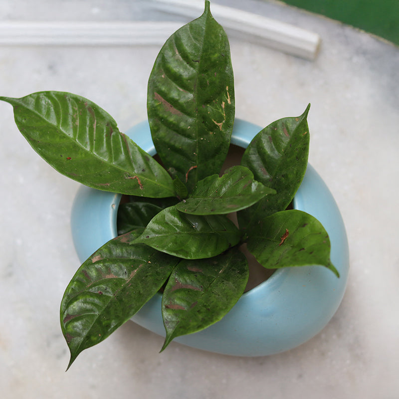 Clayton Ceramic Planter media 4