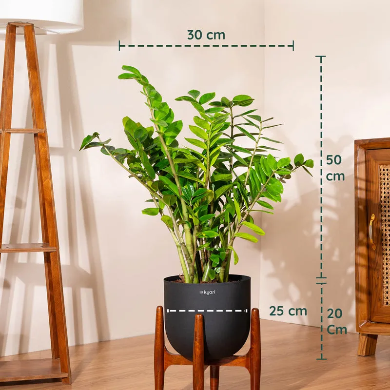 Kyari Green ZZ Plant With Metal Self Watering Pot - Black - 5