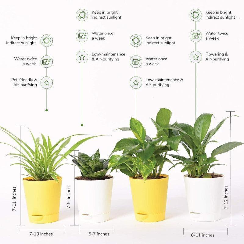 Ugaoo Air Purifier Plants With Pot - Set Of Four media 3