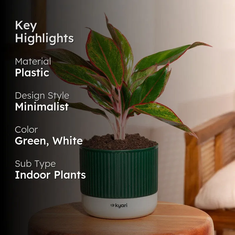 Kyari Agalonema Lipstick Plant with Self Watering Pot - Green media 2