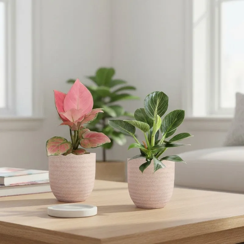 Greenkin Aglaonema & Birkin Live Plants (Ivory) - Set Of Two media 1
