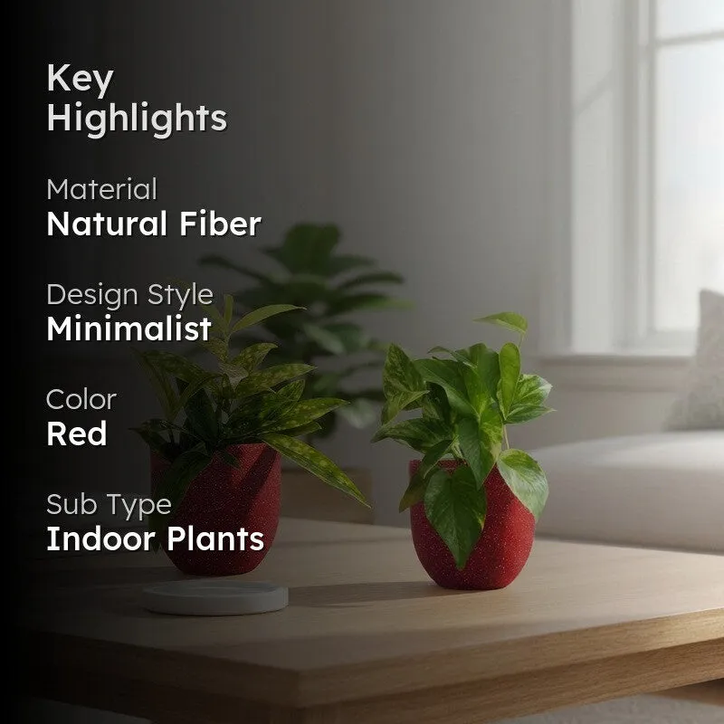 Greenkin Bamboo & Gold King Live Plants (Red) - Set Of Two media 2
